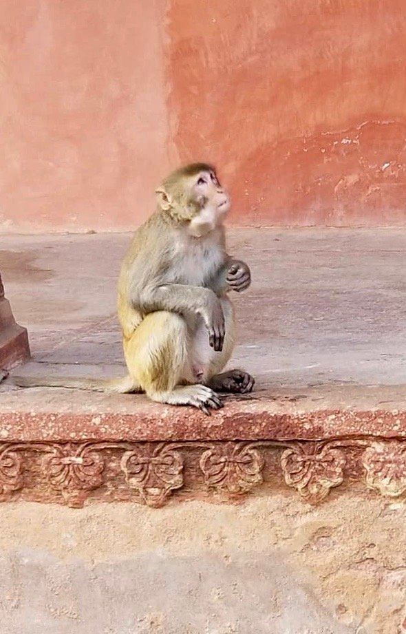 india26-1